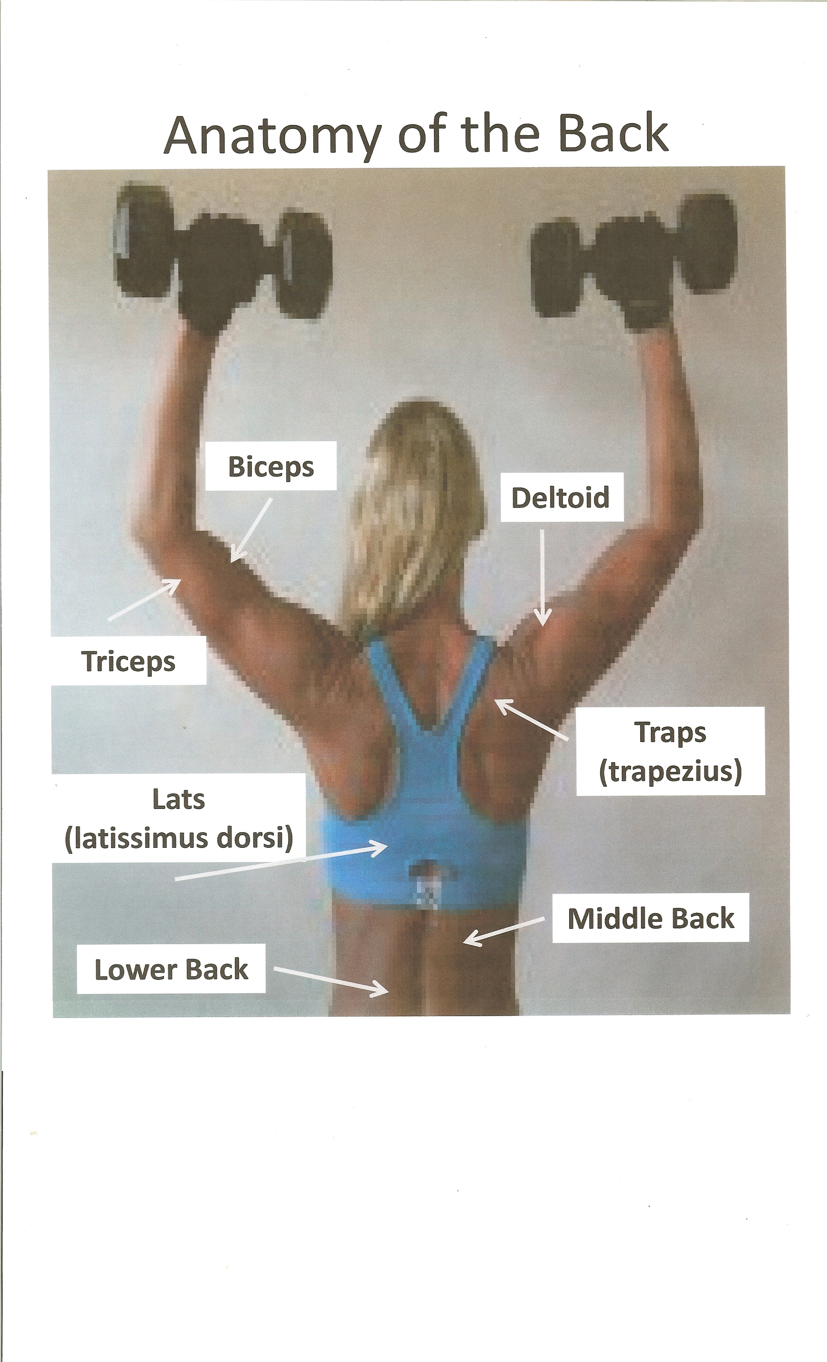 Anatomy of the Back - ShesLosingIt.net