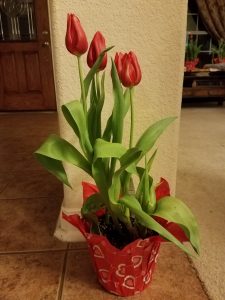 tulips-red-flowers